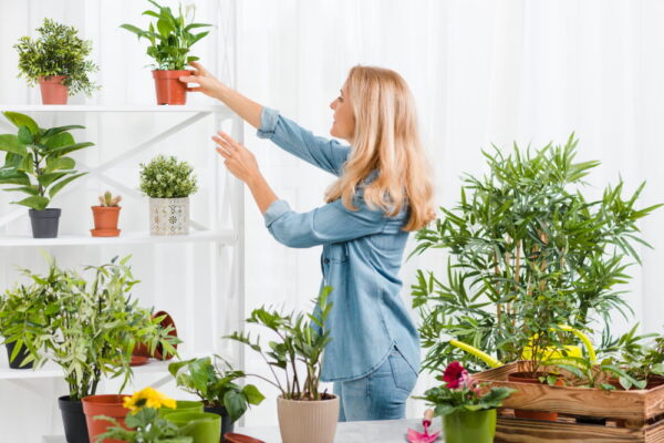 Plante de interior care purifică aerul