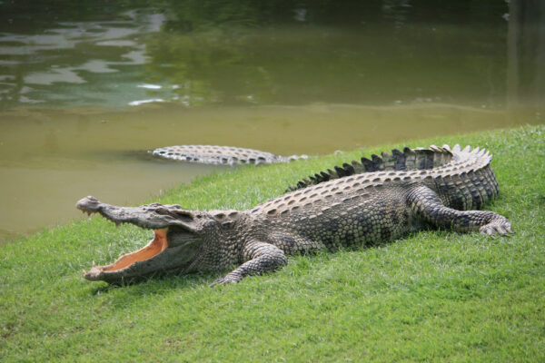 Diferențele dintre crocodil și aligator
