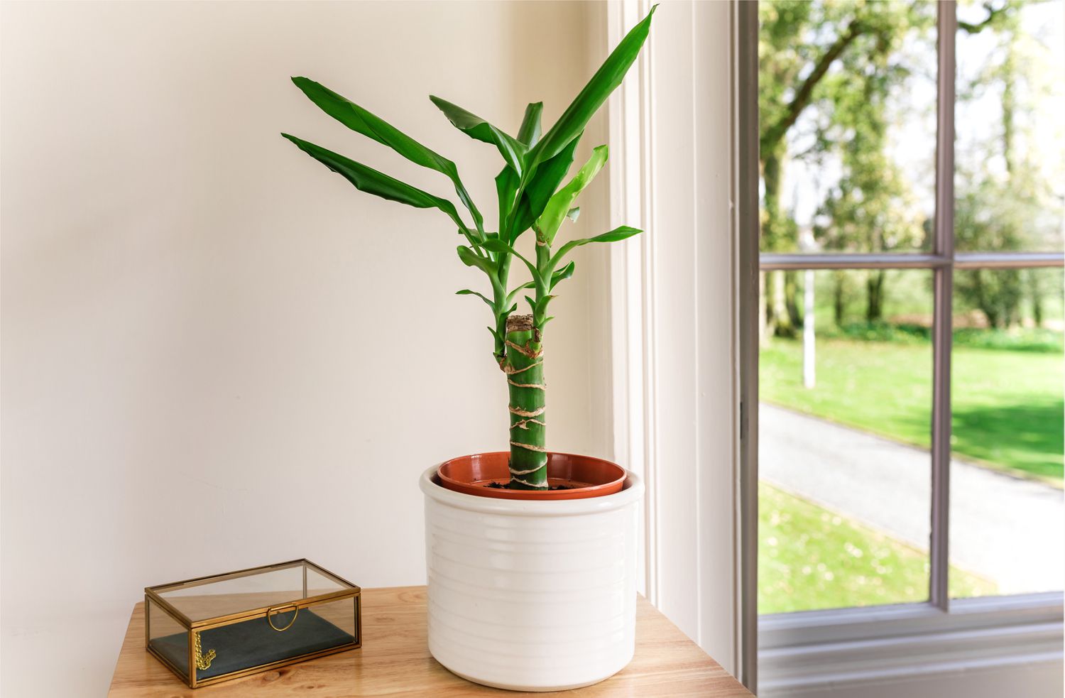 Dracaena fragrans